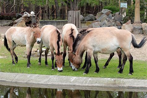 Przewalskis Wild Horses Meet Them At Zoo Leipzig