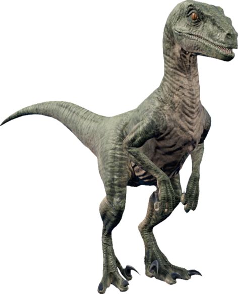 Velociraptor Jurassic World Evolution Wiki Fandom Jurassic World Dinosaurs Velociraptor
