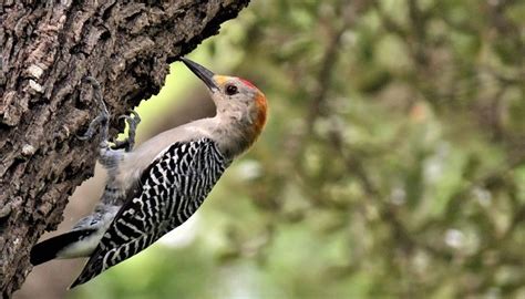 Woodpecker Spirit Animal Symbolism Totem And Meaning