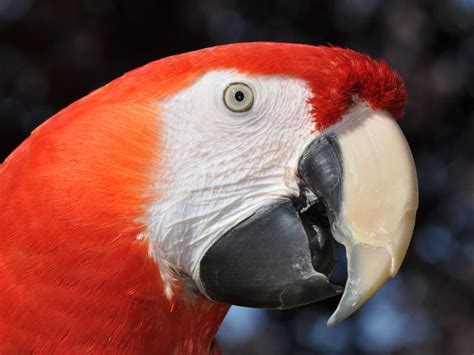 Red Headed Parrot Smithsonian Photo Contest Smithsonian Magazine