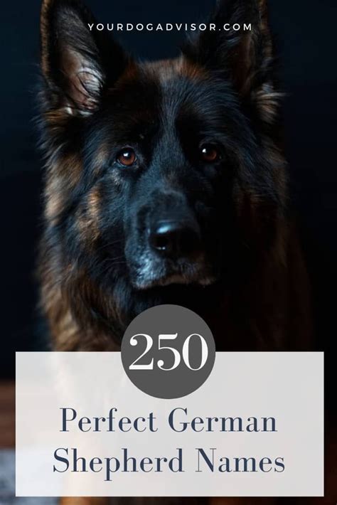 250 Perfect German Shepherd Names Your Dog Advisor German Shepherd