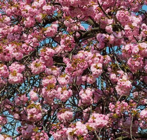 Premium Photo Cherry Blossom Branch With Beautiful Soft Nature