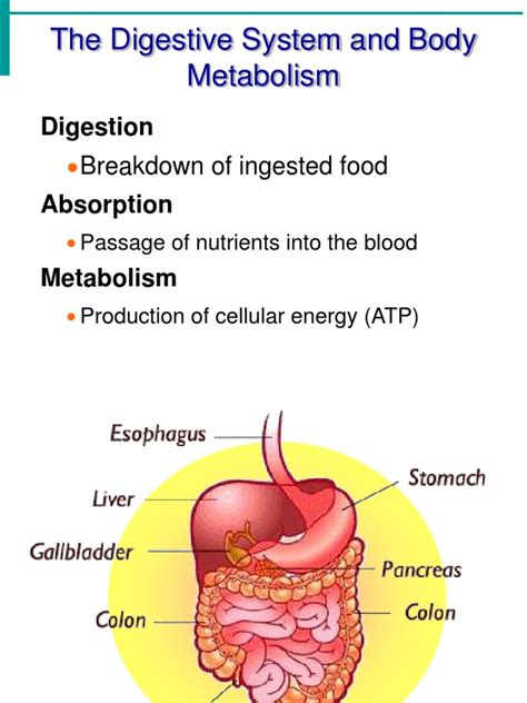 Digestion And Absorption Pdf Digestion Small Intestine