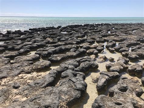 The Hamelin Pool Stromatolites Of The Shark Bay World Heritage Area