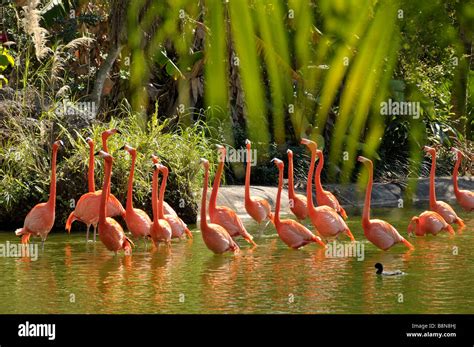 Flock Of Pink Flamingos Hi Res Stock Photography And Images Alamy