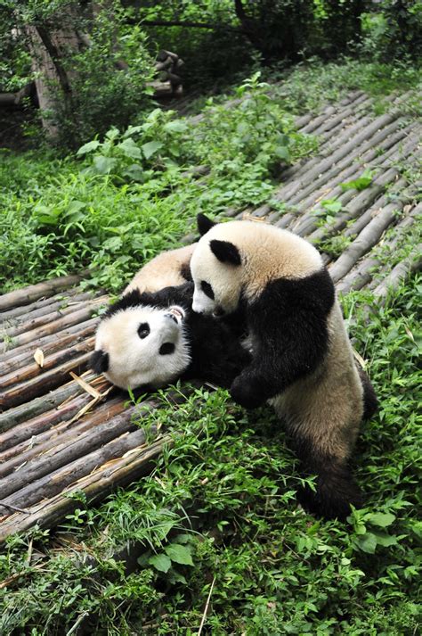 Giant Panda Couple In Chengdu Panda Base Huang Xin Flickr