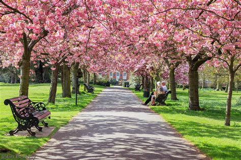 8 Places To See Cherry Blossom In London This Spring Gouni