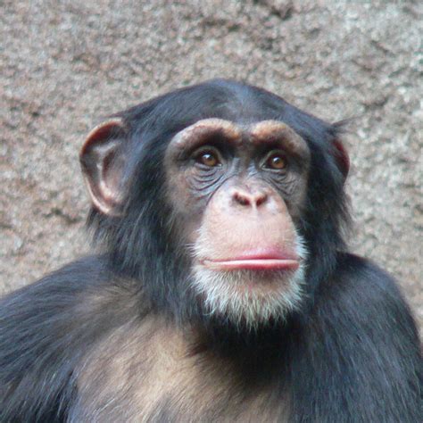 Chimpanzee Animals Photo 13168191 Fanpop