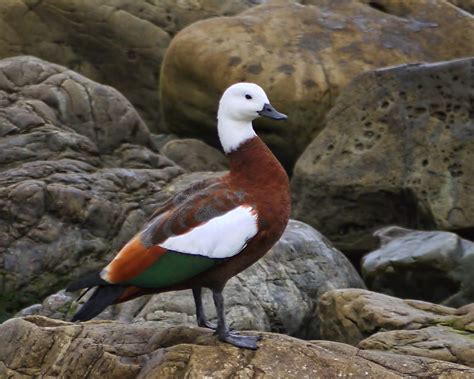 Paradise Shelduck Female Parrie Tadorna Variegata Sid Mosdell