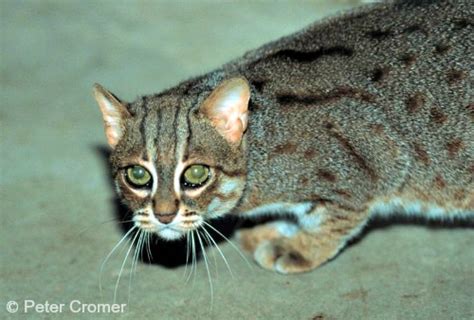 Maybe you would like to learn more about one of these? Rusty-spotted Cat - International Society for Endangered ...