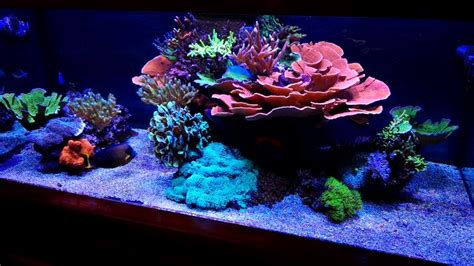 Keep in mind your space within the reef. Reef tank | Reef tank, Reef tank aquascaping, Saltwater ...