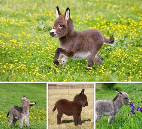 Dwarf Donkey Baby Donkey Cute Animals Baby Animals