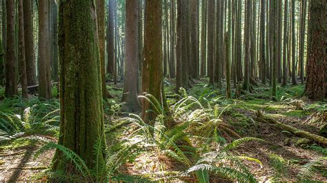 British Columbia Forest Photograph By Pierre Leclerc Photography Fine