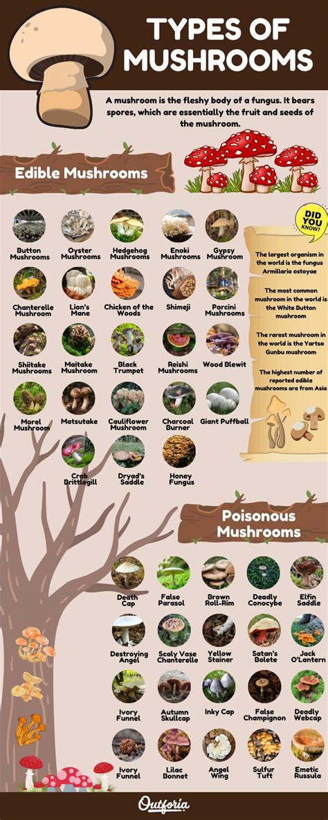 The Types Of Mushrooms You Can And Cant Eat The Manual