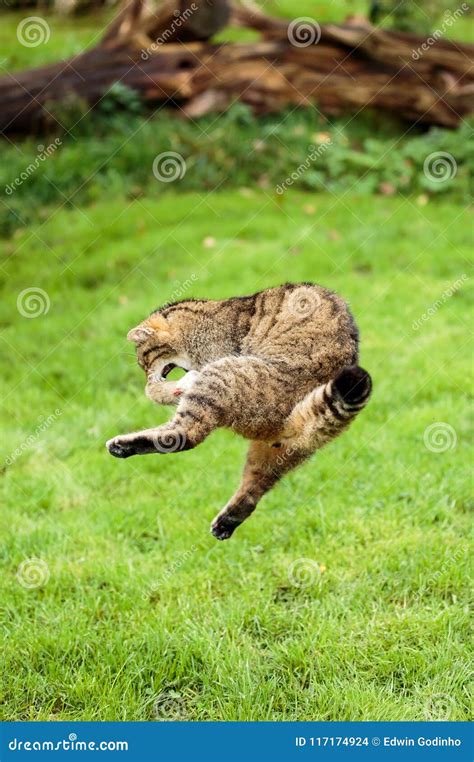 The Scottish Wildcat Or Highlands Tiger Jumping To Grab Prey Stock