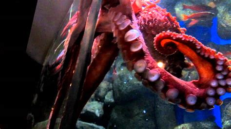 Giant Octopus Monterey Bay Aquarium Youtube