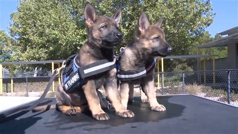 Watch Puppies Who Are Training To Be Police K9s Get