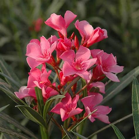 Set Of 3 Pink Oleander Bushes In 17cm Pots Yougarden