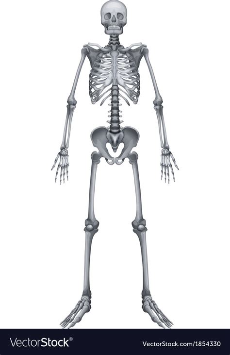 Human Skeletal System Royalty Free Vector Image