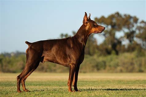 The Doberman Pinscher Dog Breed Guide 2020 Pups4sale Breeders