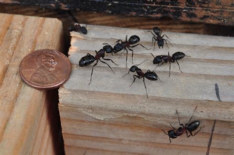 Carpenter Ants Pest Control Removal Treatment Services