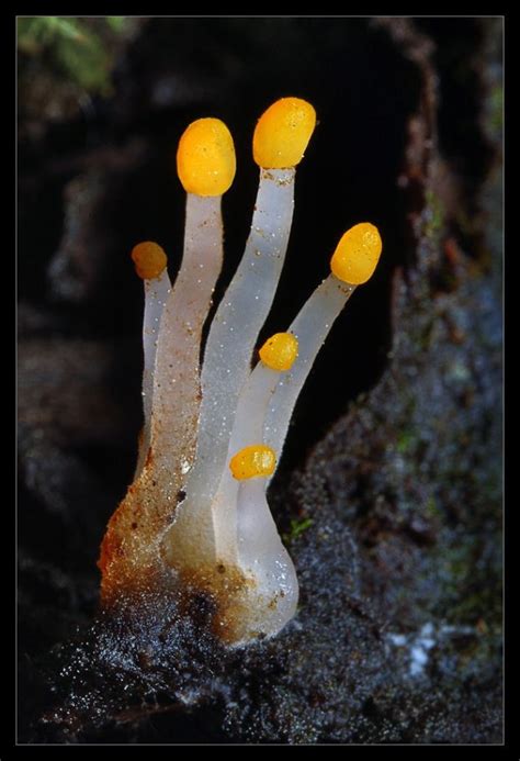 Yellow fungus is a fatal disease because it starts internally and therefore it is important that you seek medical treatment as soon as you see any symptoms. Bright yellow finger mushrooms - doesn't it look like a ...