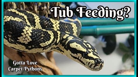 Tub Feeding Is This The Best Way To Feed Snakes Youtube