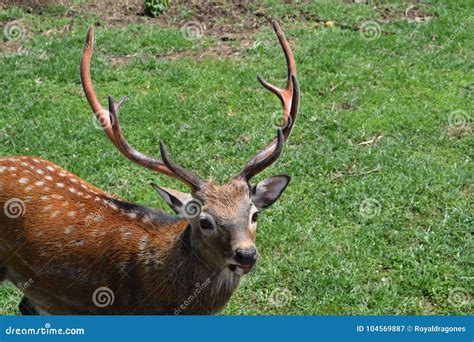 Sika Deer Buck Stock Image Image Of Viewing Curious 104569887