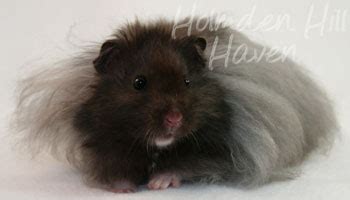 Hamsters rodents long haired hamster syrian hamster fika dwarf animal kingdom dark grey art reference. AAA Hamsters' "Love Monster"- Black Longhaired Syrian Hamster