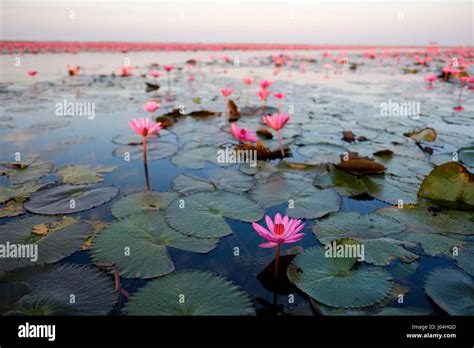 Pink Water Lillies At Red Lotus Sea Talay Bua Daeng Kumphawapi