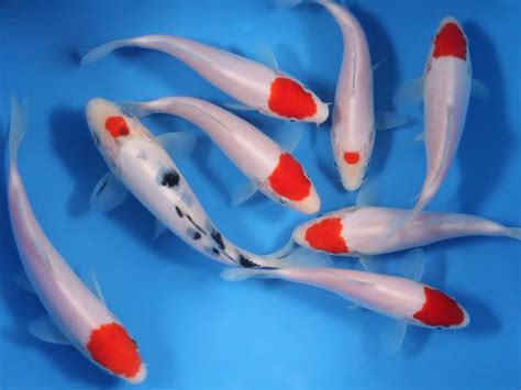 Koi Varieties Tancho Koi