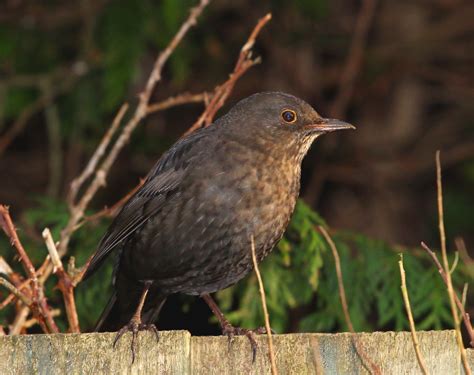 Female Blackbird Taken On The 22 01 14 With A Canon 600d U Flickr