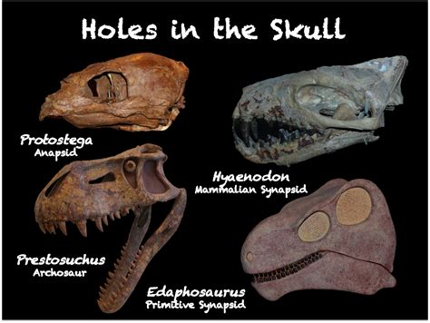 The Natural World Donts And Apsids Ancestral Dinos And Mammals Of