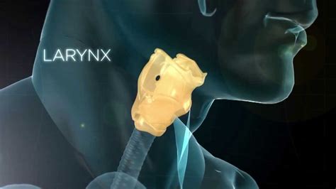 Le Larynx Son Rôle Dans La Phonation Youtube