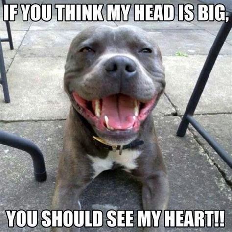 Pin By Big Dogs Animal Rescue On Big Dogs Animal Rescue