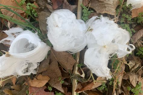 Frost Flowers Bloom In Montgomery County Creating Fragile Ice