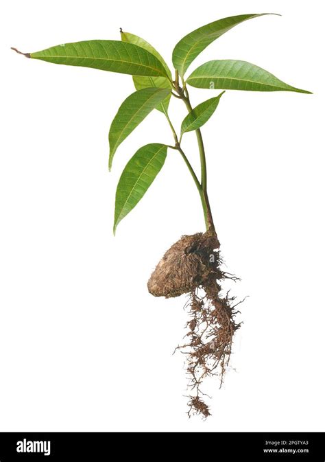 Mango Tree Plant Grow From Seed Or Seedling Whole Plant With Fresh