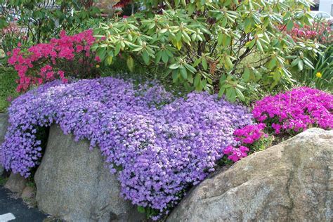20 Essential Flowering Perennials For Your Garden Low Maintenance