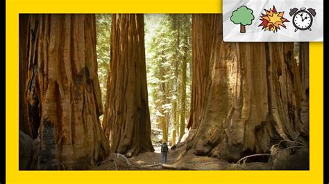 Redwoods Vs Giant Sequoias What’s The Difference