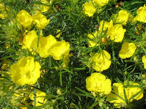 The top growing, flowering, climbing and evergreen vines for texas fence don't let the name fool you. Calylophus drummondianus - Texas Sundrops - grow well in ...