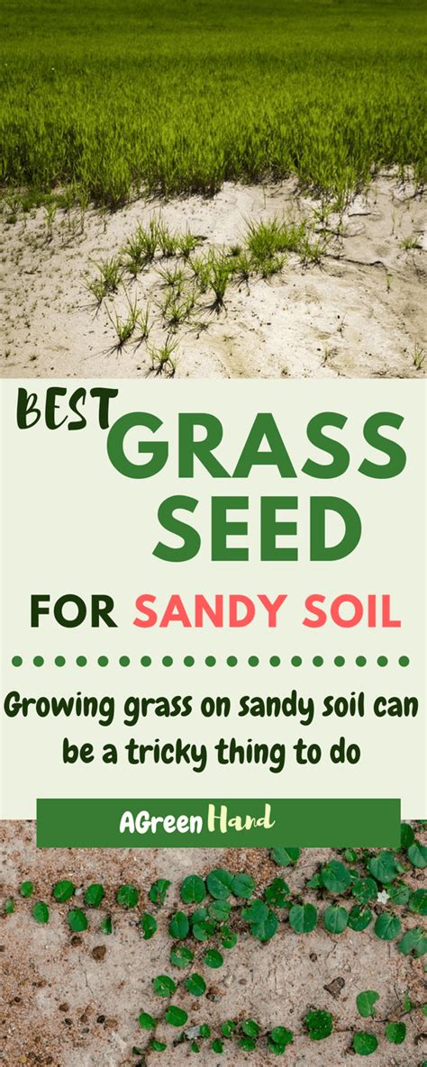 Got Sandy Soil Know The Best Grass Seeds For Sandy Soil