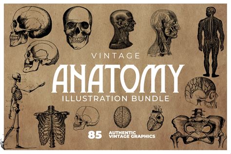 Vintage Anatomy Illustration Collection Crella