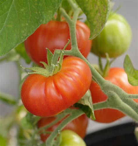 Stupice Organic Tomato Seeds - West Coast Seeds