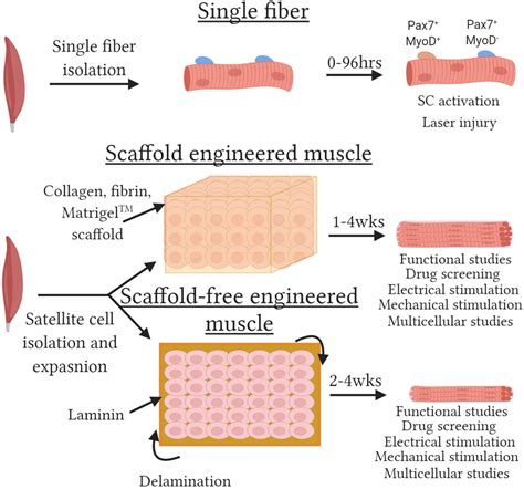 Frontiers Tissue Engineered Skeletal Muscle Models To