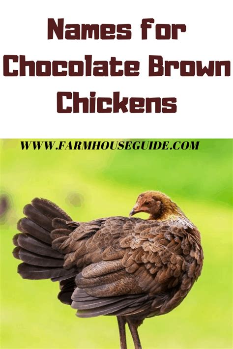 300 Girl Chicken Names Cute Ideas For Naming Your Hens Farmhouse Guide