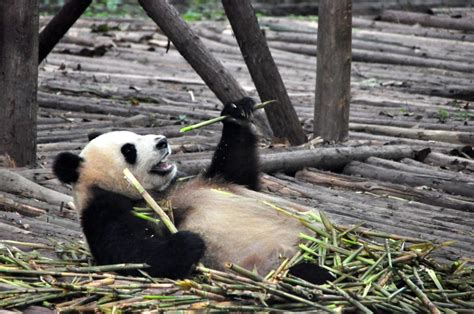 Giant Pandas Are No Longer Endangered Says China Frequent Business