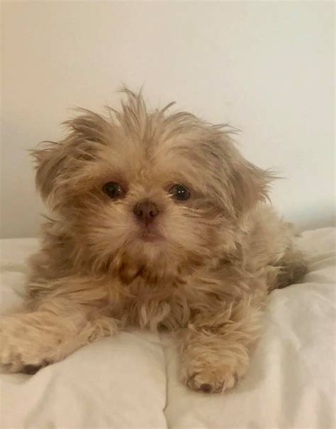 This is because they are very sensitive to high. Shih Tzu Puppies For Sale | Winston-Salem, NC #317698