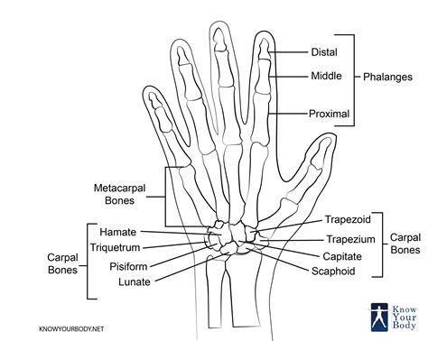 Hand Bones Anatomy Structure And Diagram