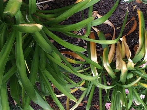 Flickr is almost certainly the best online photo management and sharing application in the world. Agapanthus dying