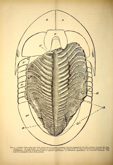 Free Vintage Scientific Illustrations From 1883 Antique Science Journal